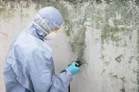 Environmental Consulting for Mold Prevention in Mango, FL